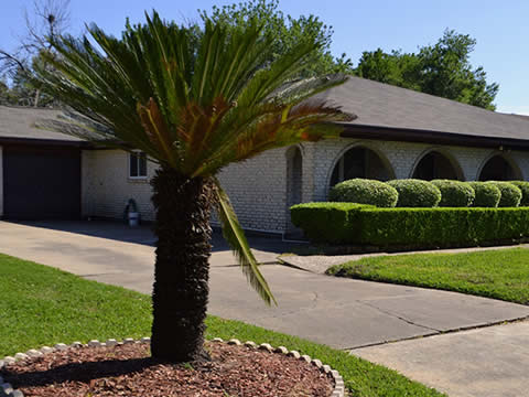 Tree Removal & Tree Installation